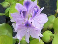 camalote Jacinto Eichornia crassipes